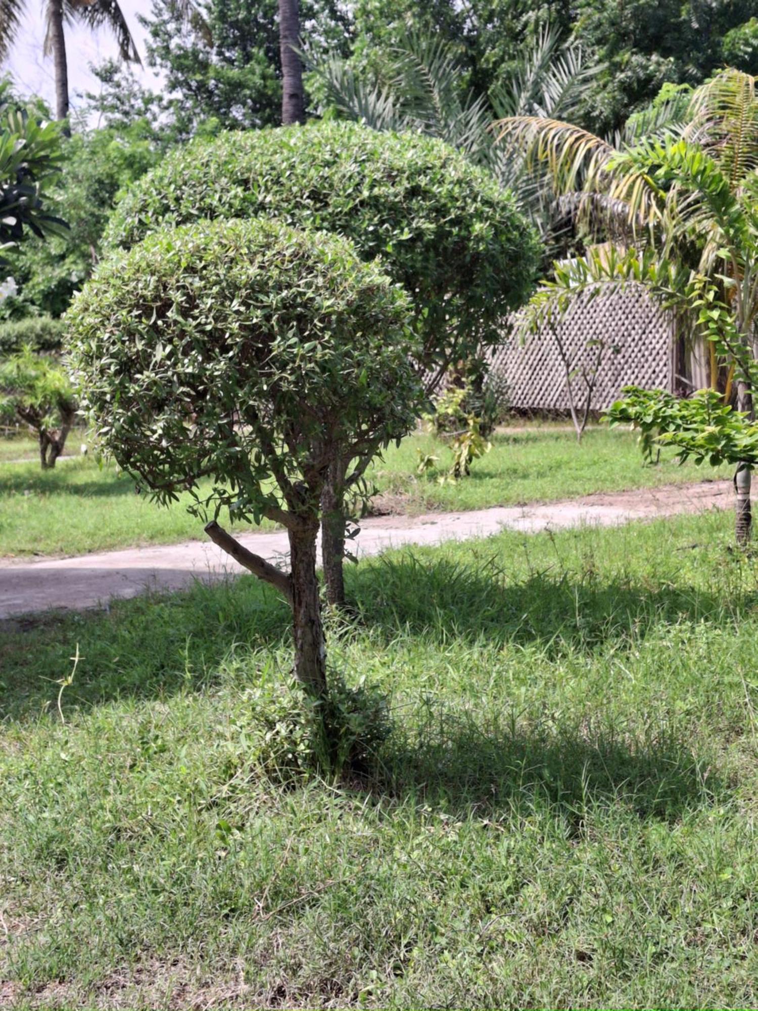 Cnunk Bungalow กิลิเมโน ภายนอก รูปภาพ