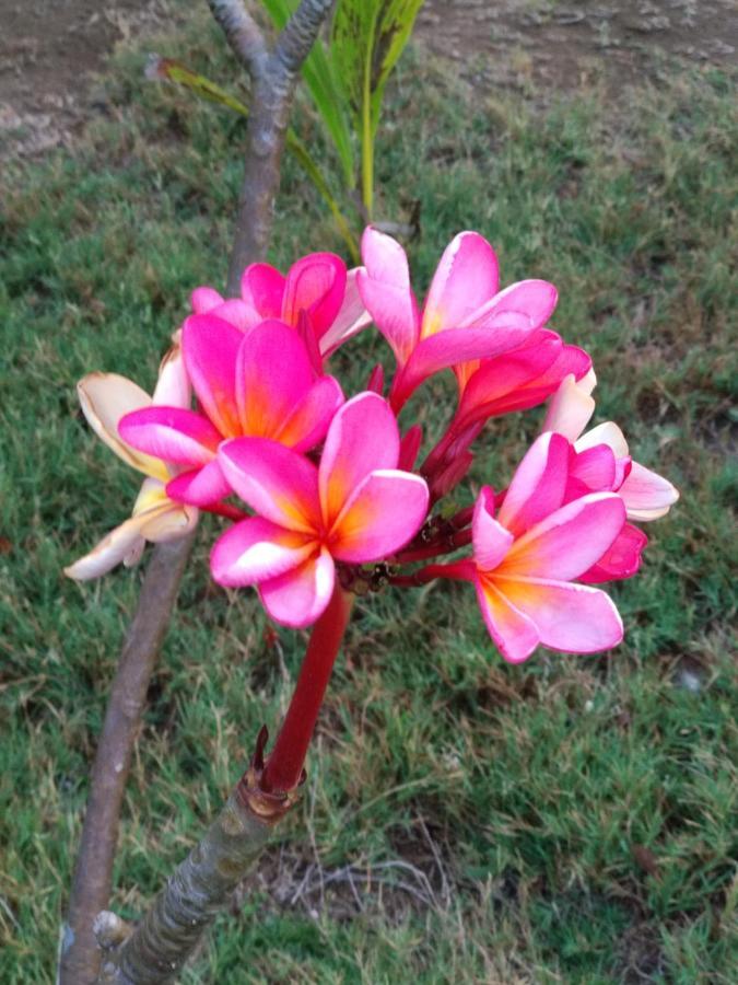 Cnunk Bungalow กิลิเมโน ภายนอก รูปภาพ